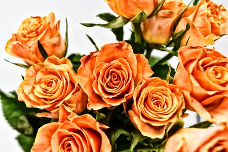 Bloom nature rose blooms