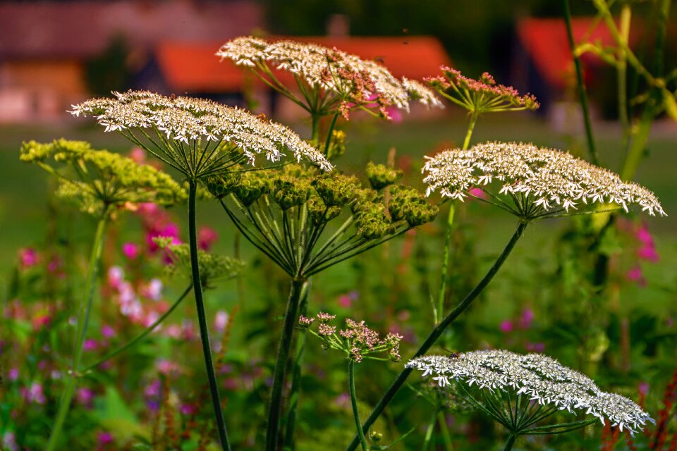 Bloom wild herb white