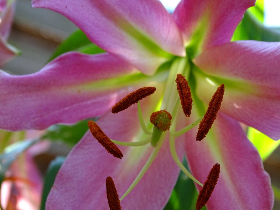 Stamen plant bee pollen