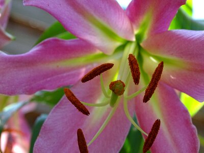 Stamen plant bee pollen