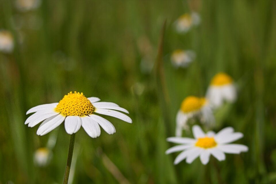 Plant field silvestre