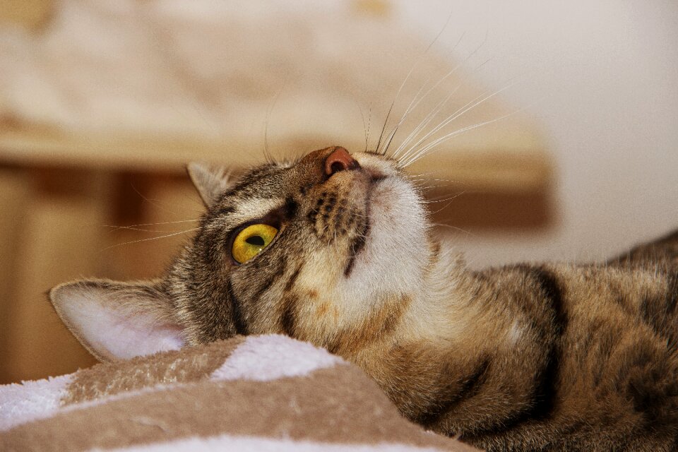Pet cat face cat's eyes