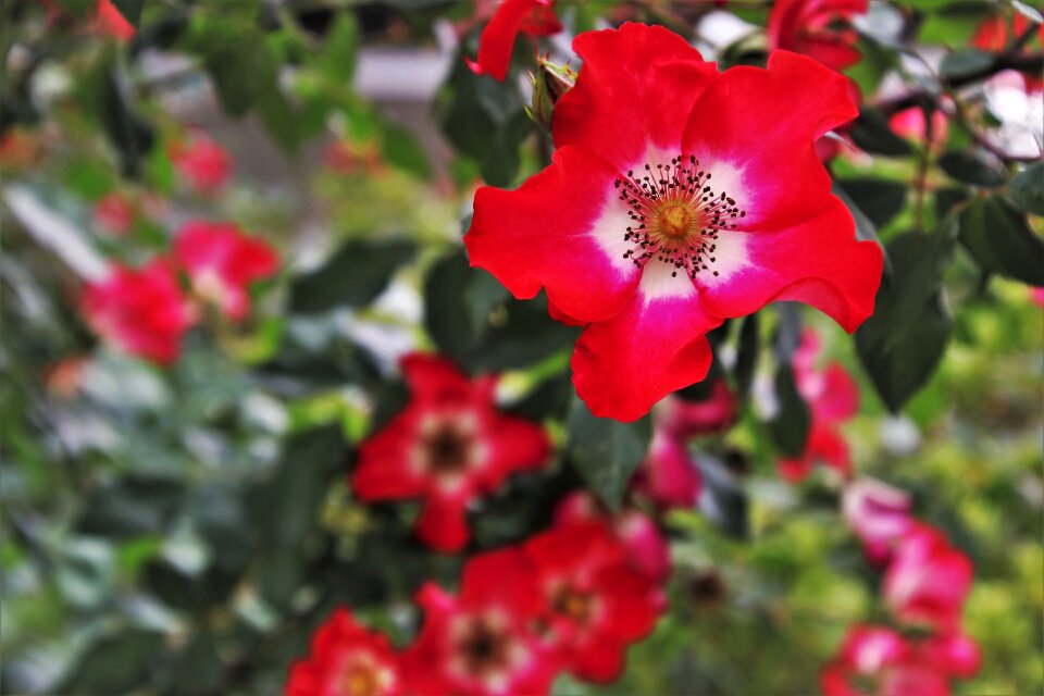Nature blooming minor