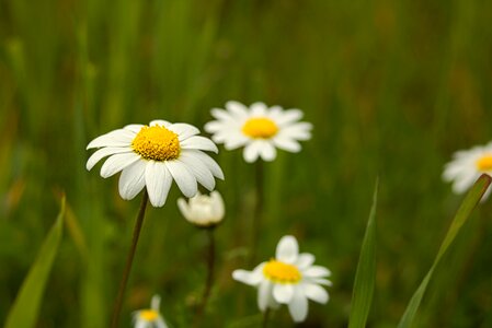 Plant field silvestre