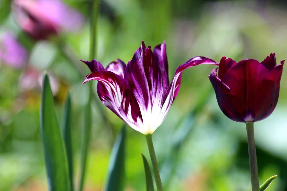 Nature purple white