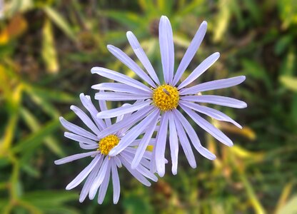 White flower pure korea