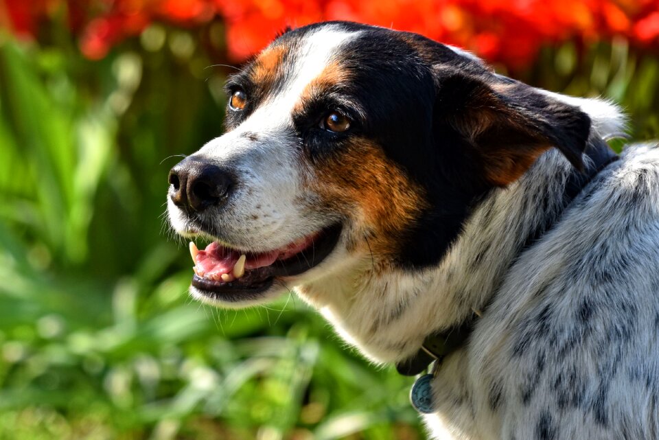 Muzzle snout nose