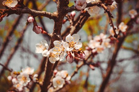 Flowering branch flowering tree sakura photo