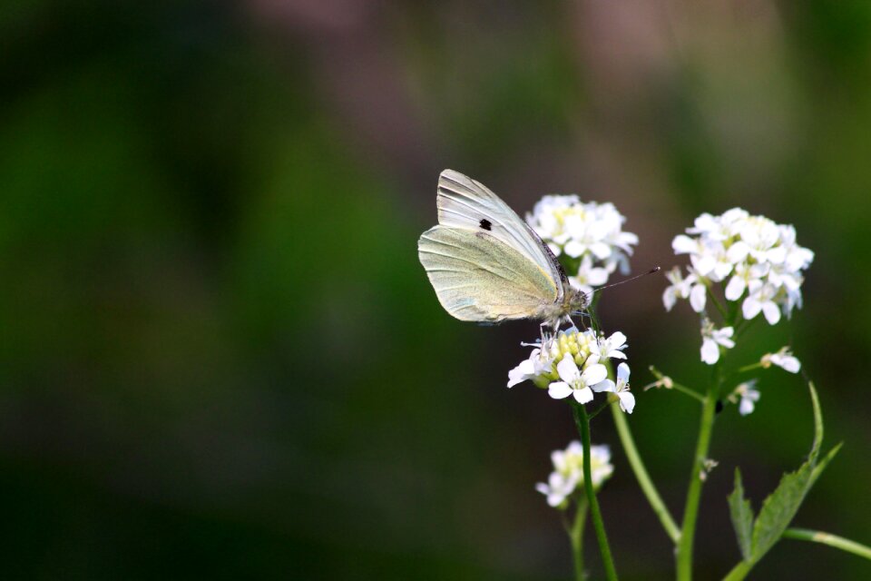 White flowers summer bloom