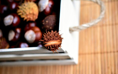 Collect prickly fruits