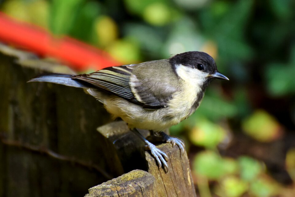 Small bird animal bird