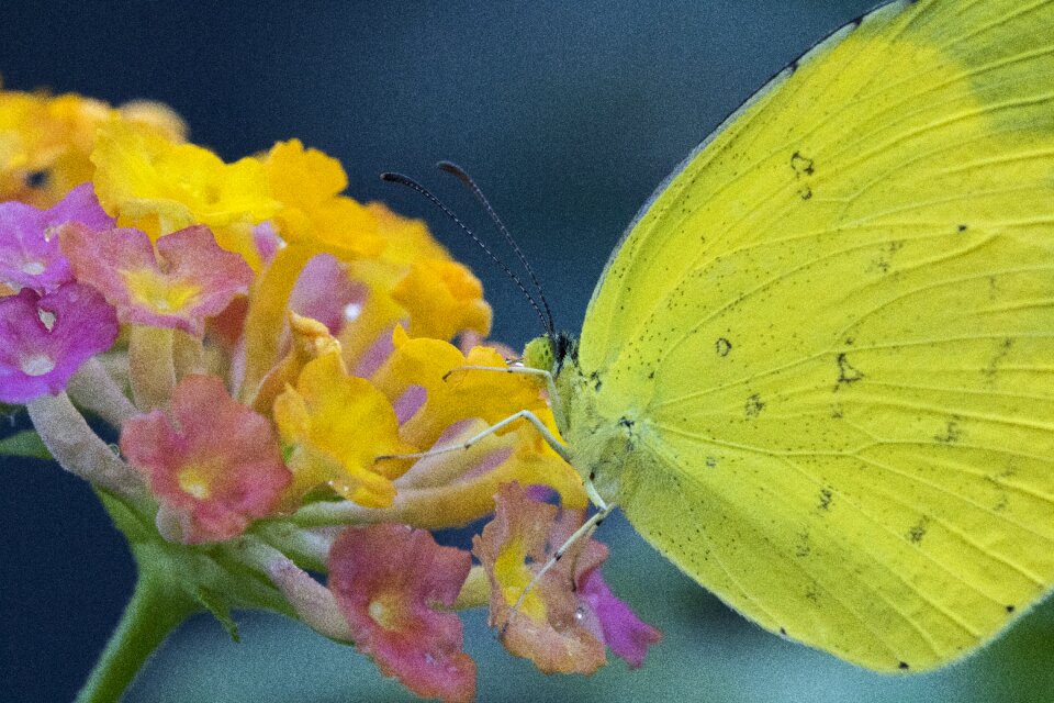 Insects bright affix