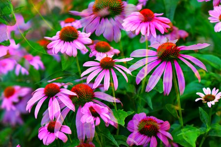 Pink plant echinacea photo