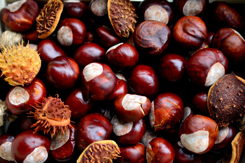 Collect prickly fruits