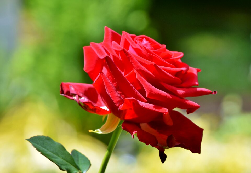 Bloom romantic romance