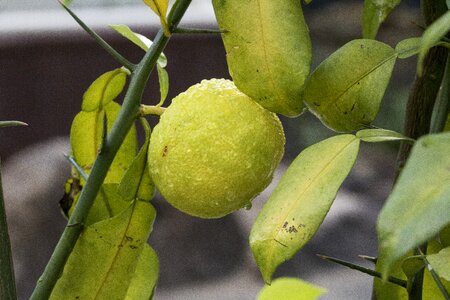 Fruit fruit trees trickle