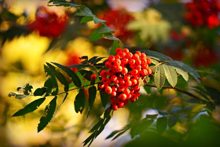Plant tree mountain ash