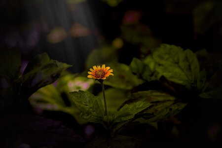 Daisy summer leaf