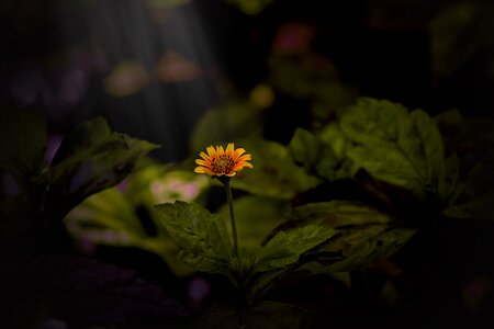 Daisy summer leaf photo