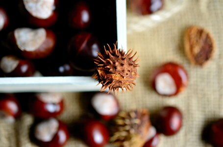Collect prickly fruits