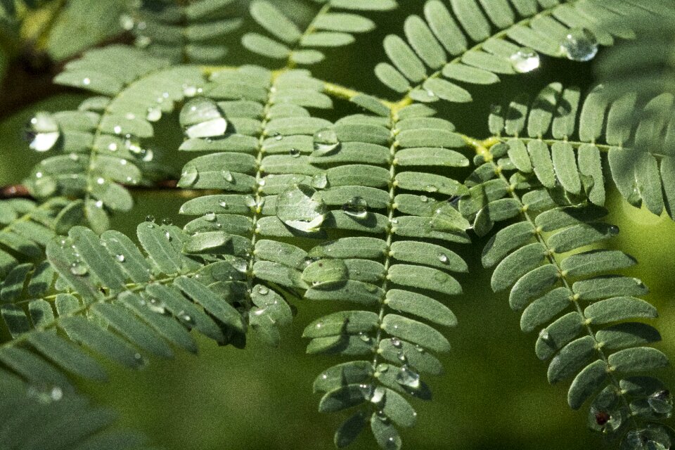Nature garden beautiful