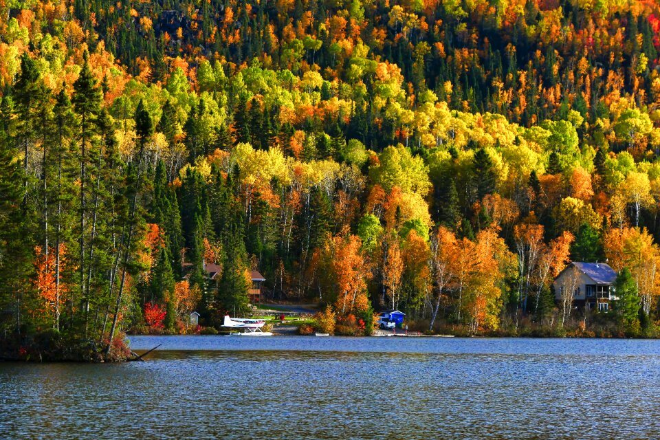 Trees forest lake photo