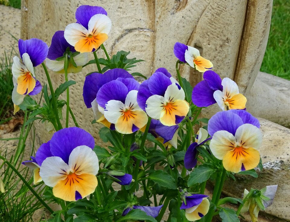 Ornamental plant blossom bloom