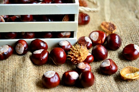 Collect prickly fruits