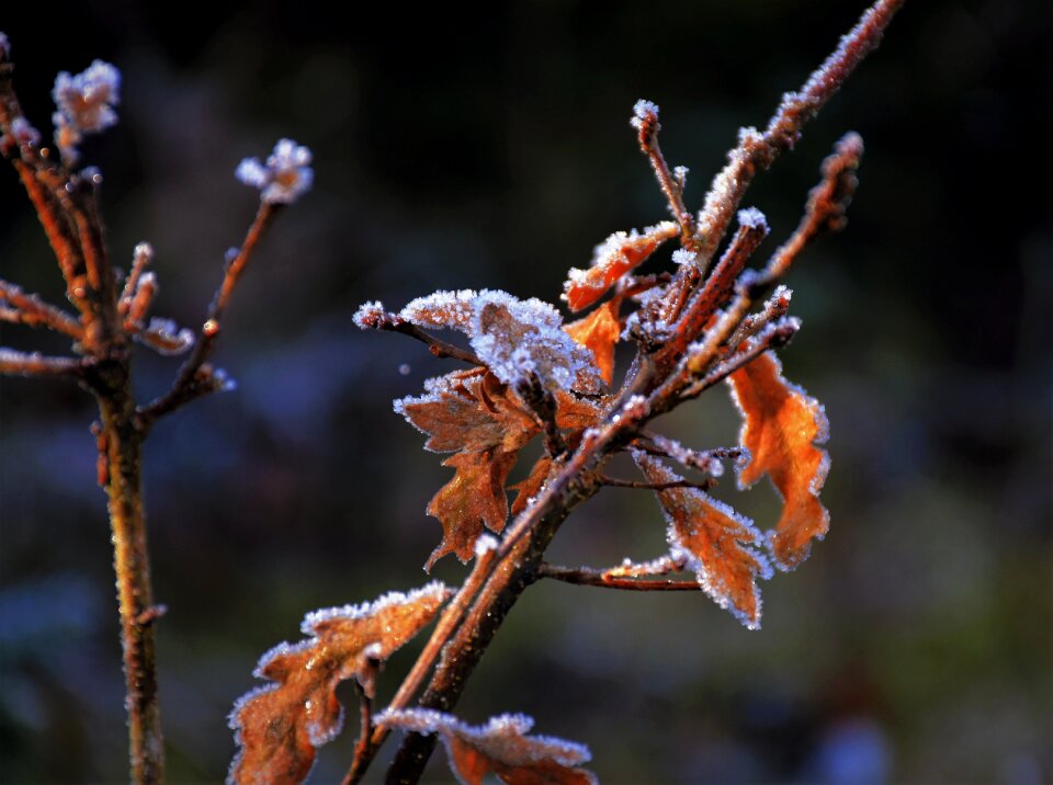Ice crystal ice ice cold