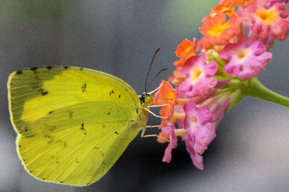Insects bright affix