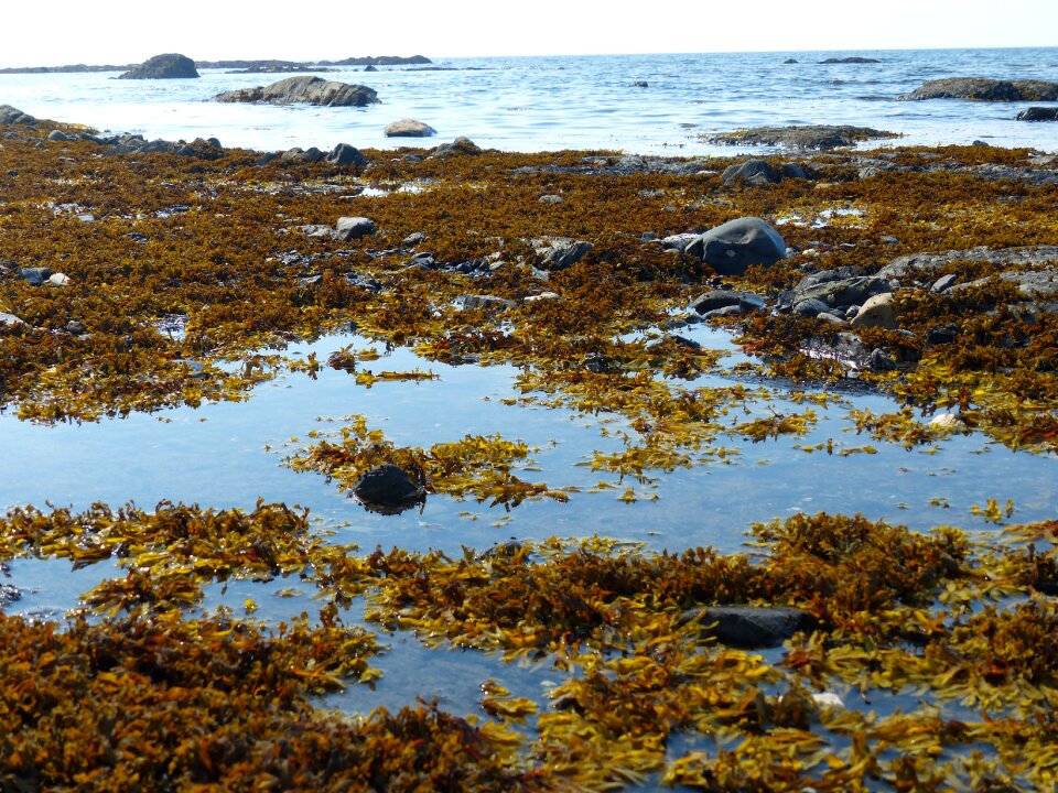 Nature landscape shore