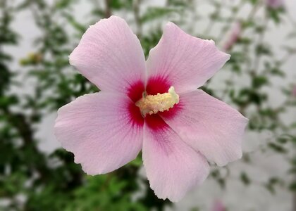 Hongdan center republic of korea chrysanthemum sejong city photo