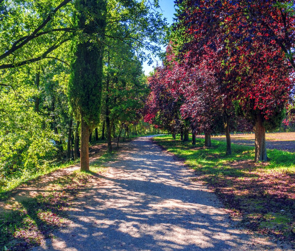 Path trees forest