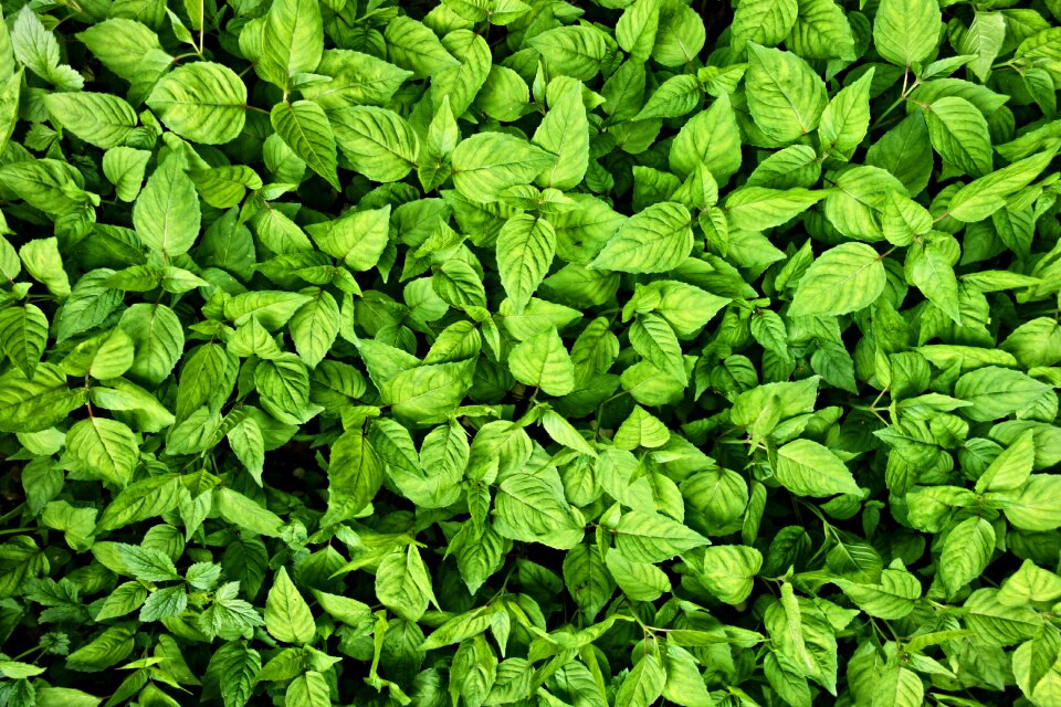 Background backdrop green