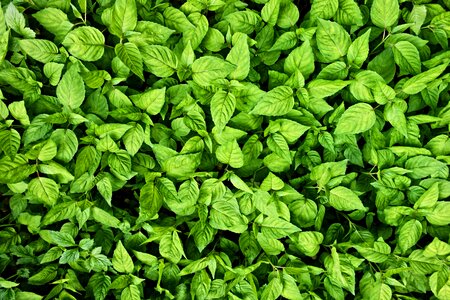 Background backdrop green