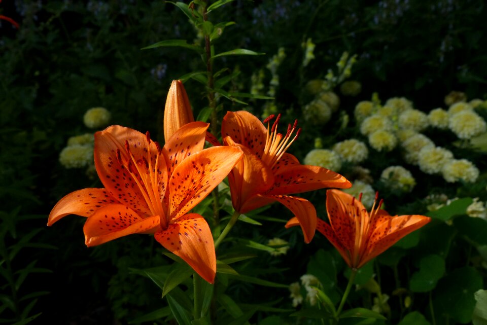 Bloom garden pollen