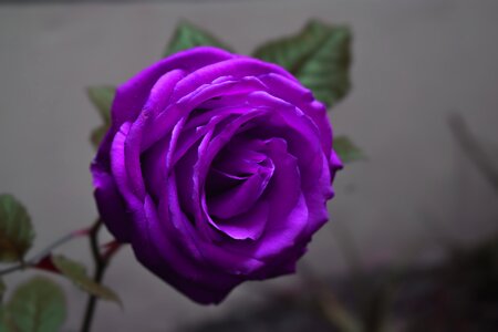 Design purple romantic