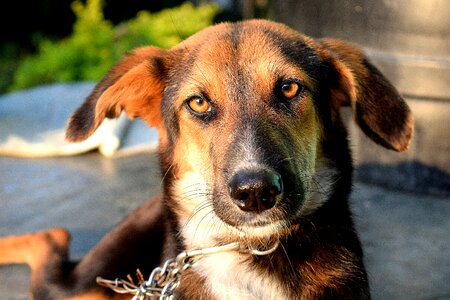 Portrait brown canine photo