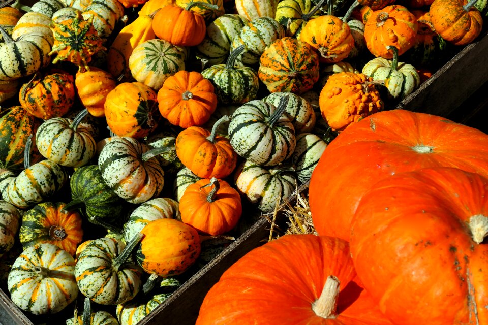 Kabocha pumpkin soup fruit