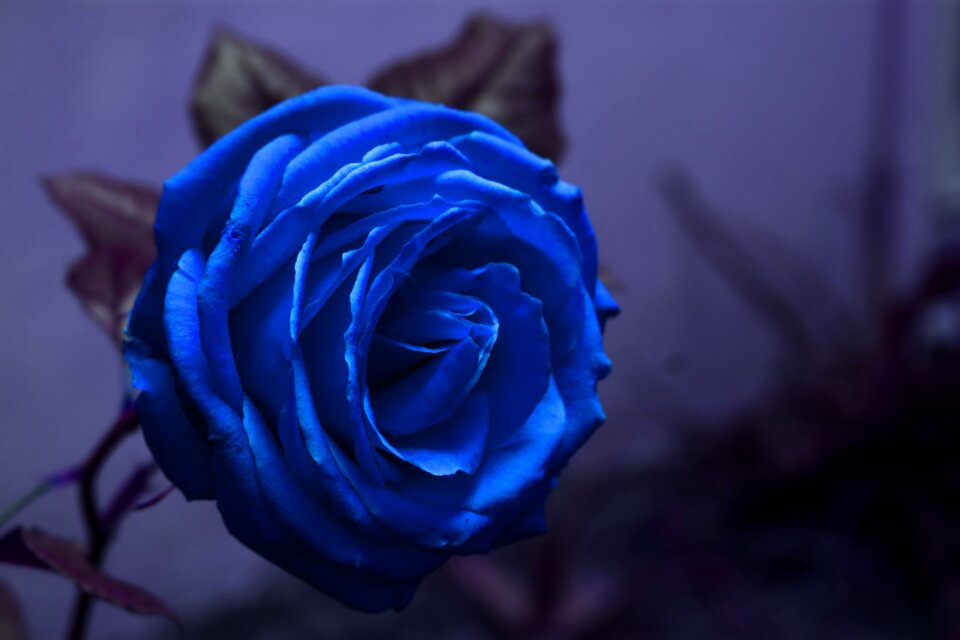 Design blue romantic