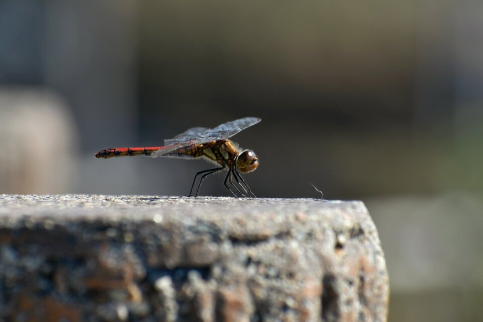 Dragonfly red dragonfly seasonal