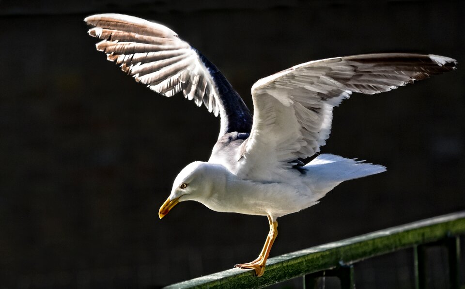 Animal flight landing