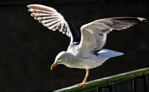 Animal flight landing photo