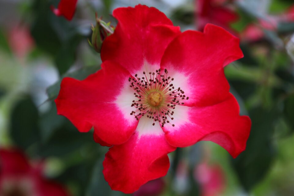 Flora flowers romance