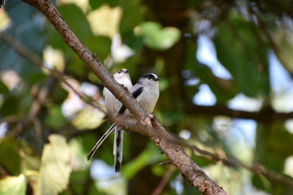 Bird wild birds energy guide department of