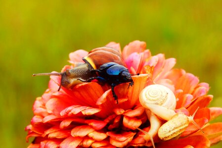Molluscs flower animals