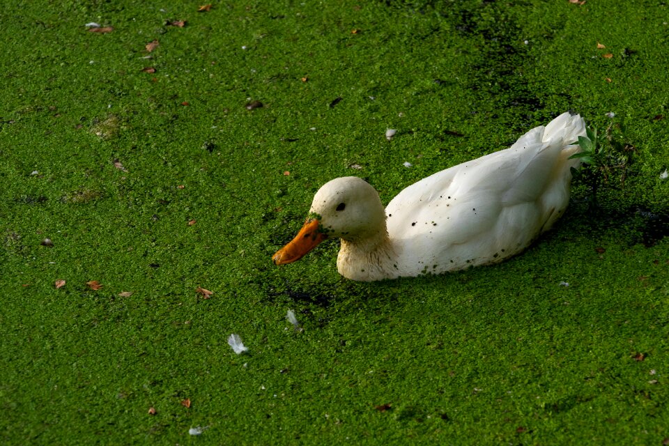 Nature landscape water bird
