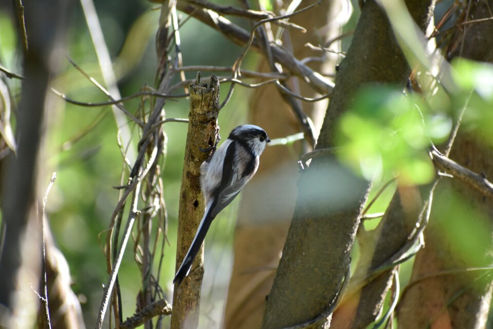 Bird wild birds energy guide department of