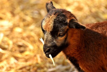 Newborn cute animal world