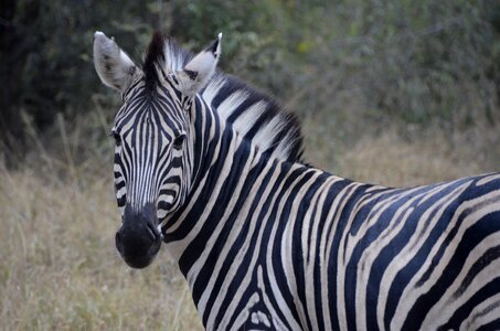 Animal zebra africa photo
